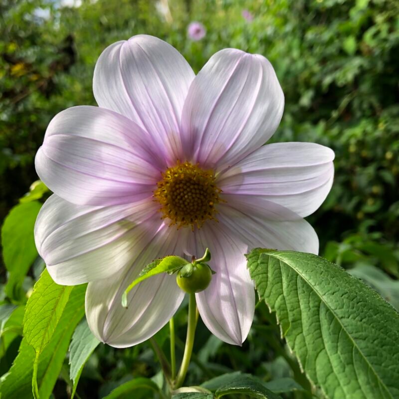 Clase Maestra edición 1: El Arte de Infusionar Aceites | 2 fechas: 01/11/25 y 09/11/25