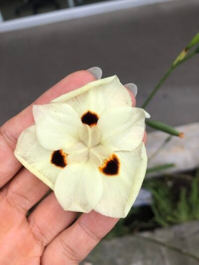 Clase Maestra edición 1: El Arte de Infusionar Aceites | 2 fechas: 01/11/25 y 09/11/25