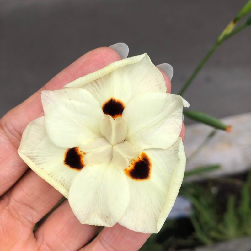 Clase Maestra edición 1: El Arte de Infusionar Aceites | 2 fechas: 01/11/25 y 09/11/25